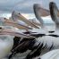 Pelicans at Emu Point