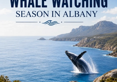 When is Whale Watching season in Albany?