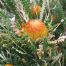 Banksia Flower in bloom at Gull Rock beach